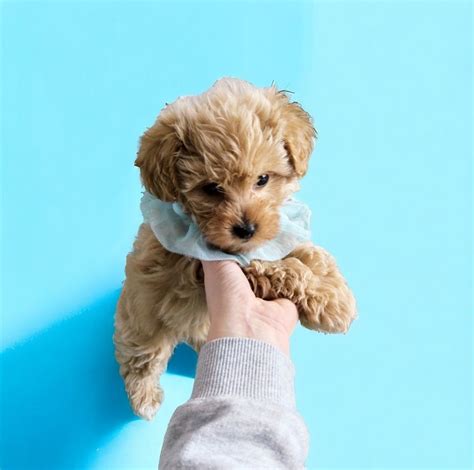 Ch Opiec Maltipoo Pudel Toy Malta Czyk Brzozie Olx Pl