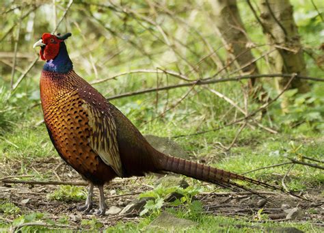 How To Build Pheasant Pens Animals Momme