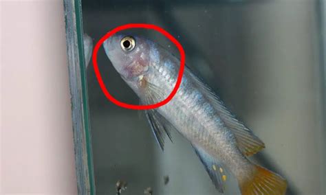 Red Gills on Fish (Symptoms, Causes, Treatments)