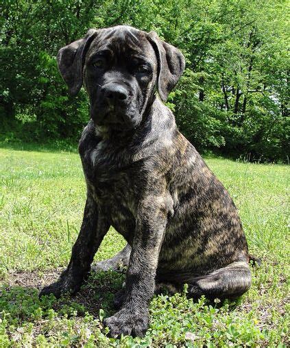 Reverse Brindle Cane Corso Puppy