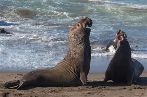 Foca Gris Caracter Sticas H Bitat Alimento Reproducci N Amenazas