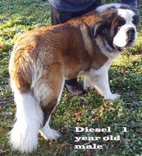 AKC Saint Bernard Puppies For Sale Home