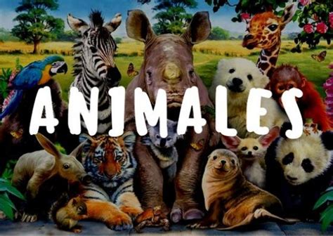 Top 5 Animales Mas Inteligentes Del Mundo