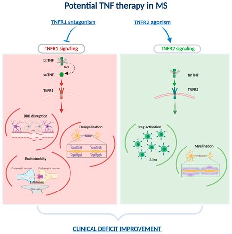 Re-Examining the Role of TNF in MS Pathogenesis and Therapy 