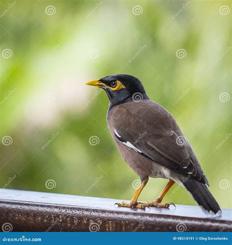 Portrait Hill Mynah Gracula Religiosa Bird The Most Intelligent Birds