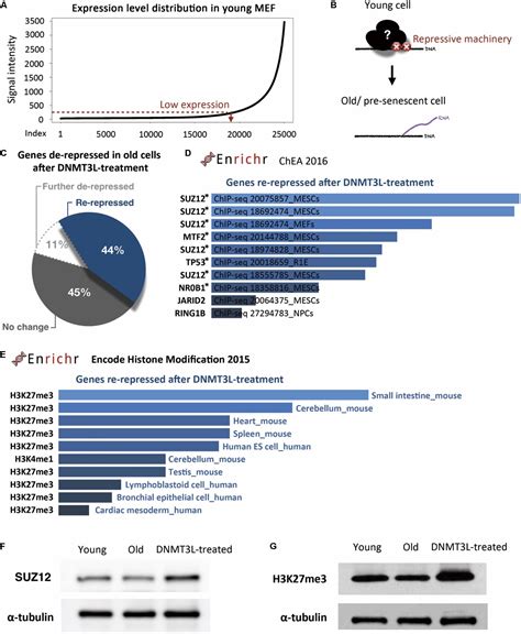 Frontiers Transient Dnmt L Expression Reinforces Chromatin