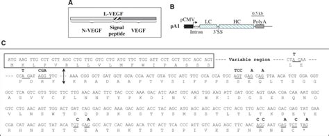 Use Of The Bicistronic Vector For Production Of A Murine Recombinant