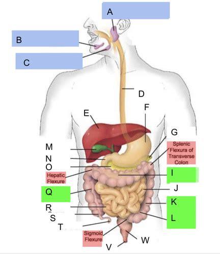 Anat Digestive Flashcards Quizlet