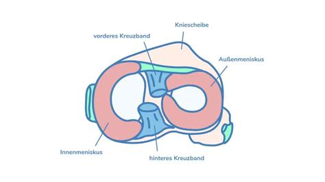 Das Kniegelenk Aufbau Funktion Und Beweglichkeit Orthopy