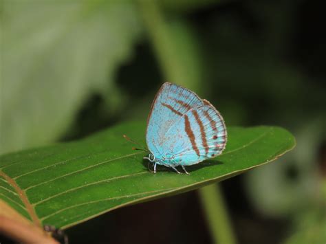 Trichonis Immaculata From Orito Putumayo Colombia On December