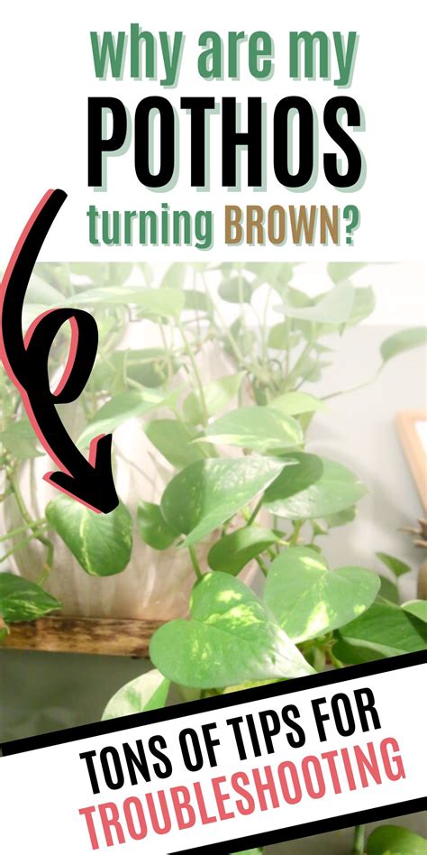 Why Is My Pothos Turning Brown Keep Your Plants Alive