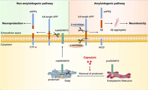 Schematic Diagram Of Capsaicin Inhibiting Aβ Generation App Processing