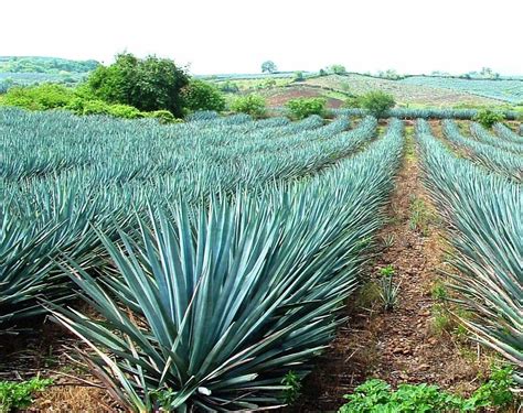 La Ruta Del Tequila Jalisco Pueblos Magicos De Mexico