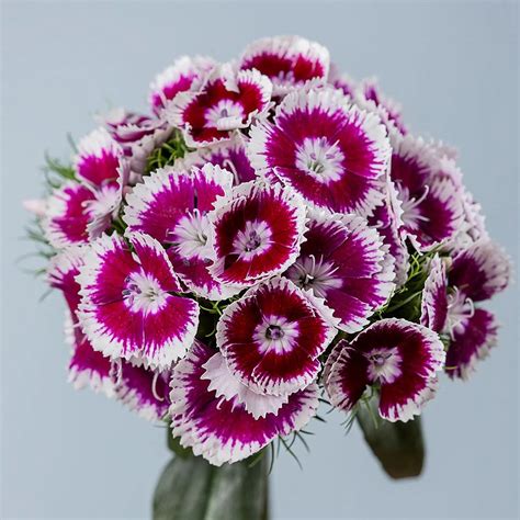 Dianthus Sweet Purple White Bicolor Dianthus Week