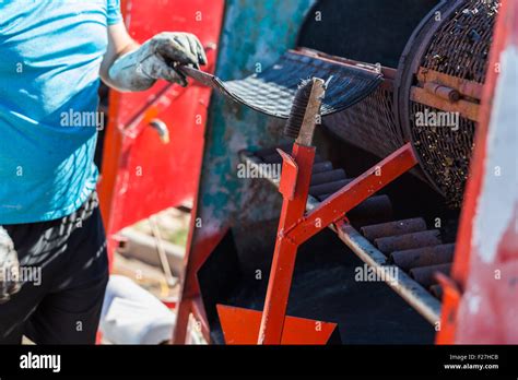 Roasting Chili Peppers In Outdoor Chili Roaster Stock Photo Alamy