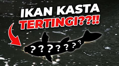 KASTA TERTINGGI IKAN KOI JEPANG YouTube