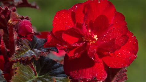 5 Tanaman Hias Daun Merah Yang Eksotis Cantiknya Tiada Dua