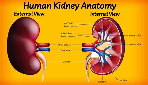 Human Kidney Anatomy Diagram 1858804 Vector Art At Vecteezy