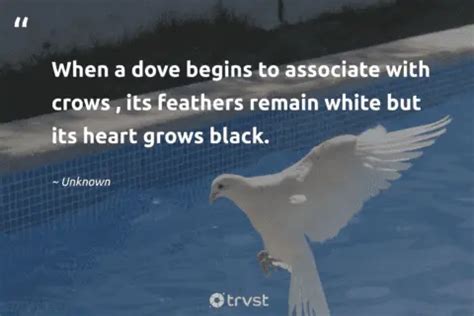 40 Dove Quotes About Our Peaceful Feathered Friends