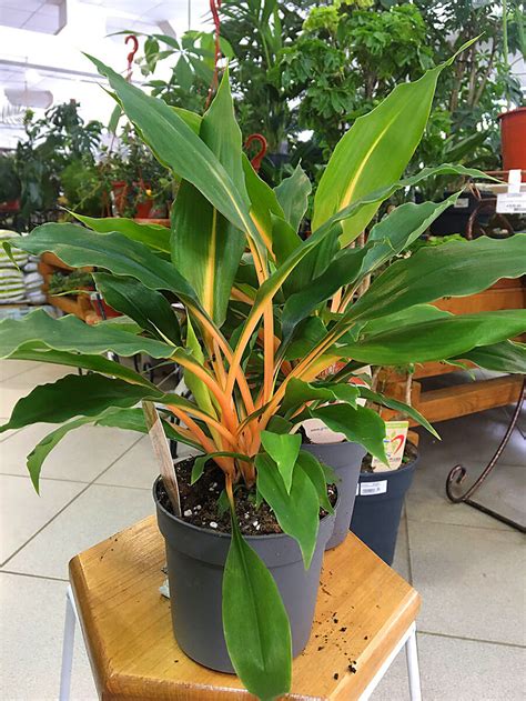 Самые неприхотливые комнатые цветы. Минимальный уход и полезные ...