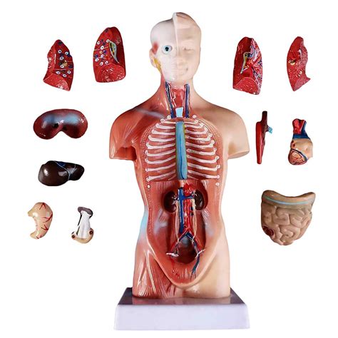 Buy 28cm Human Torso Body Model Anatomy Medical Internal Organs