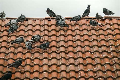 Consejos Para Mantener Alejadas A Las Palomas Del Balc N Trucos