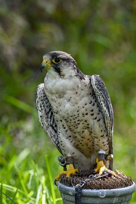 Falco Biarmicus Or Borni Falcon Barni Or Lanario Is A Species Of