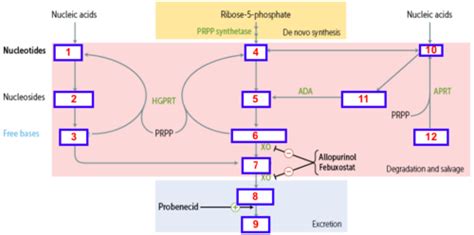 Purine Salvage Pathway Usmle