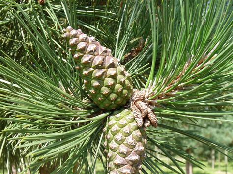 Pinus Nigra Arn Crni Bor Rasadnik Novi Sad Yuflor