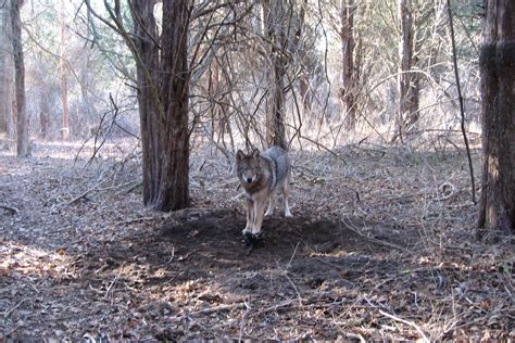 beavertail  conservation agency