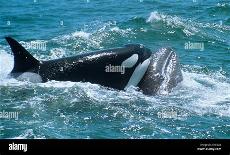 Killer Whale Orca Orcinus Orca Attacks Grey Whale Calf Eschrichtius Robustus California