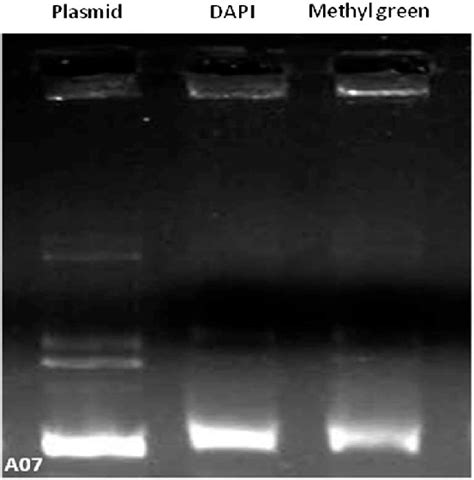 Agarose Gel Electrophoresis Pattern For The Cleavage Of Supercoiled DNA