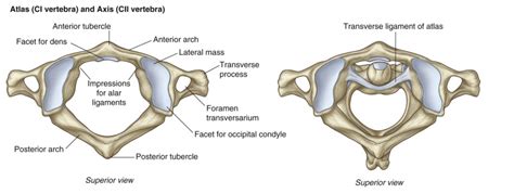 Atlas And Axis Differential Diagnosis Of