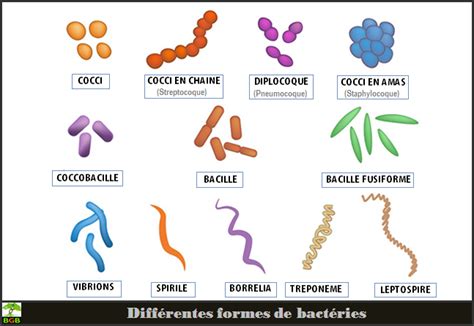 forme des bactéries les différentes formes de bactéries Crpodt