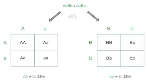 Mendelian Genetics Punnett Squares Tips On The Mcat Medlife Mastery