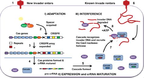 Three Functional Steps of CRISPR-Cas Mechanism | Download Scientific ...