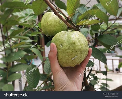 8,853 Guava Harvest Images, Stock Photos & Vectors | Shutterstock