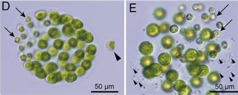 Scientists Discover The First Known Algae Species With Three Distinct