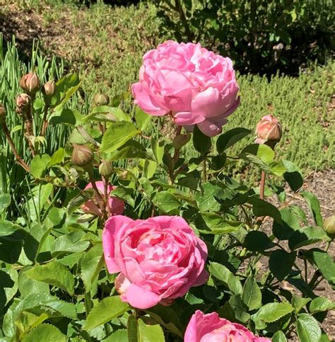 Rosa × Ausmary Mary Rose® Mary Rose® Shrub Rose Santa Fe Botanical Garden