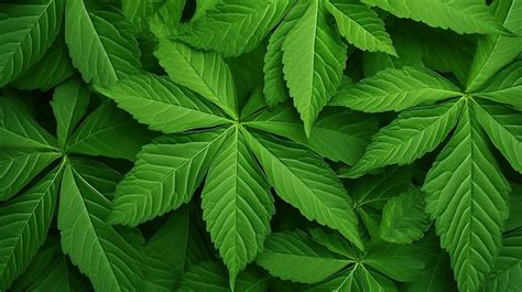 Tropical Aralia Leaf Texture In Shades Of Green Background Green