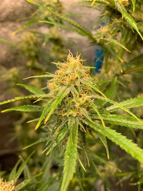 9 Best Autoflower Seeds: Top Autoflowering Picks for 2025