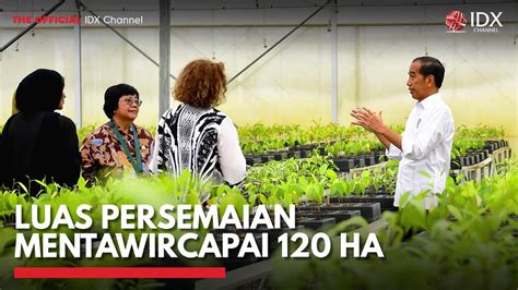 Luas Persemaian Mentawir Capai 120 HA IDX CHANNEL YouTube