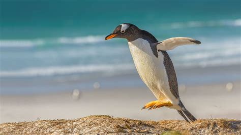 Pinguim Gentoo Pulando 2880x1800 Pinguim De Outono Papel De Parede Hd