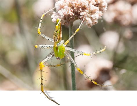 Green Lynx Spider - Gottlieb Native Garden