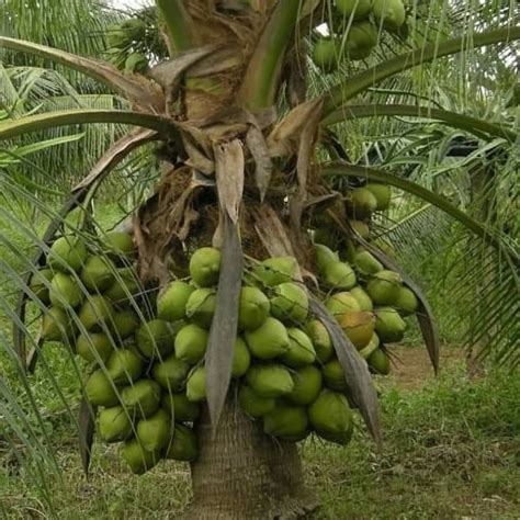 Panduan Lengkap Budidaya Kelapa Hibrida Untuk Pemula Taman Inspirasi Safa