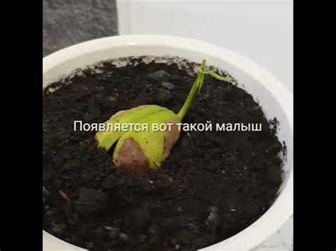 Инструкция Как вырастить МАНГО🥭 #дом #уют #манго #выращиваемманго # ...
