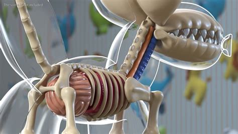 Mini Balloon Dog Skeleton Anatomy Model Turbosquid 1842015