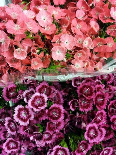 Marvelous Sweet William Varieties Amazing Flowers Sweet William