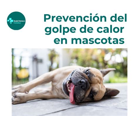 Prevención del golpe de calor en mascotas Hospital Veterinario Cantabria