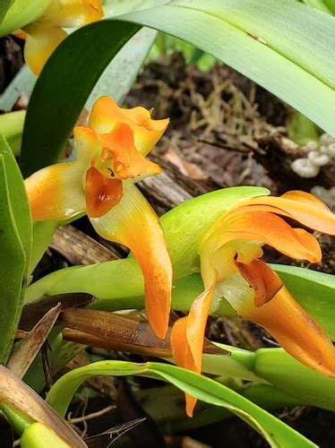 Maxillaria Cacaoensis Inaturalist Mexico